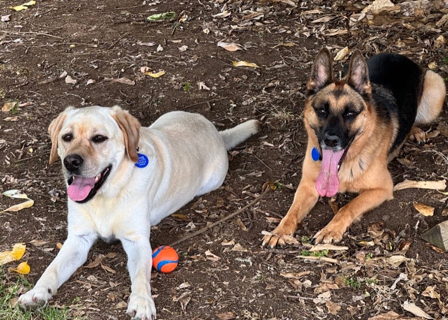 Two dogs relaxing together outdoors